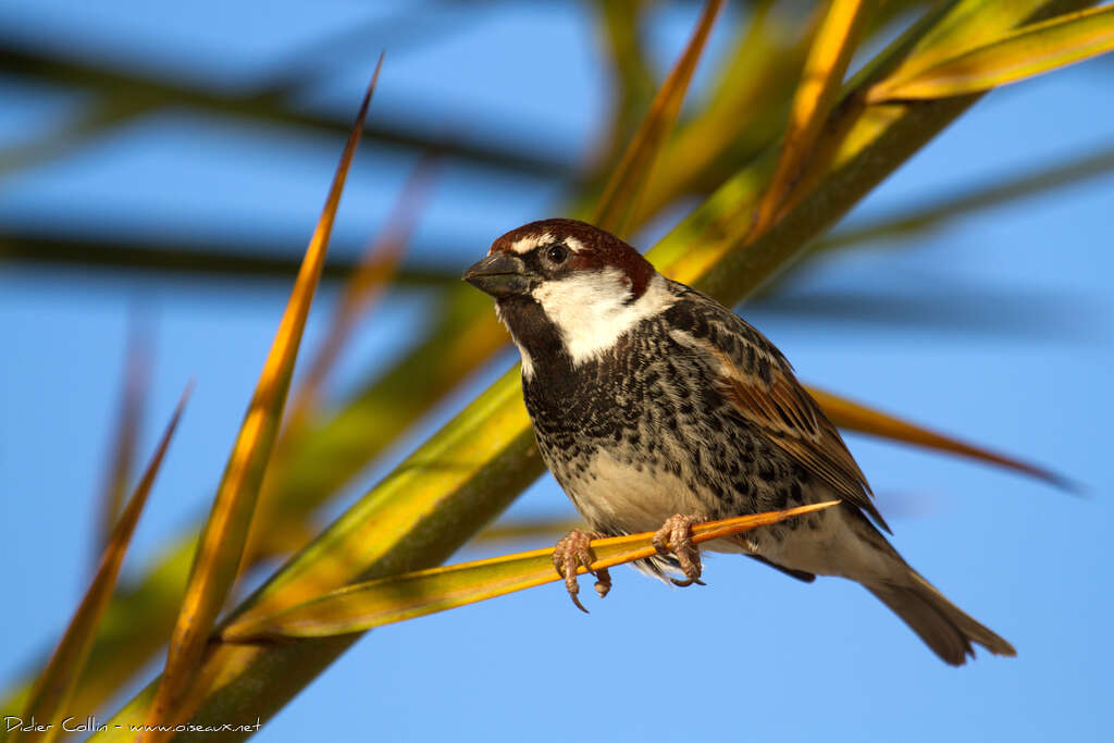 Spanish Sparrow male adult breeding, identification