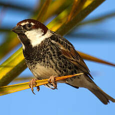 Moineau espagnol