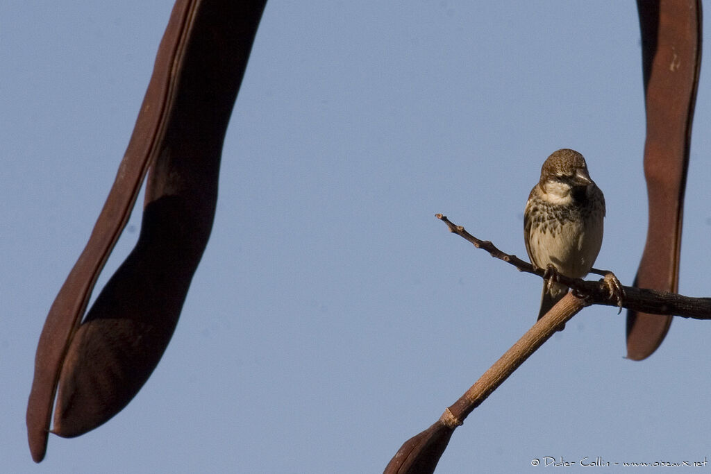 Spanish Sparrow