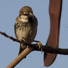 Moineau espagnol