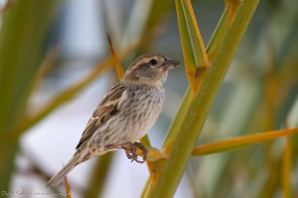 Moineau espagnol femelle adulte nuptial, identification