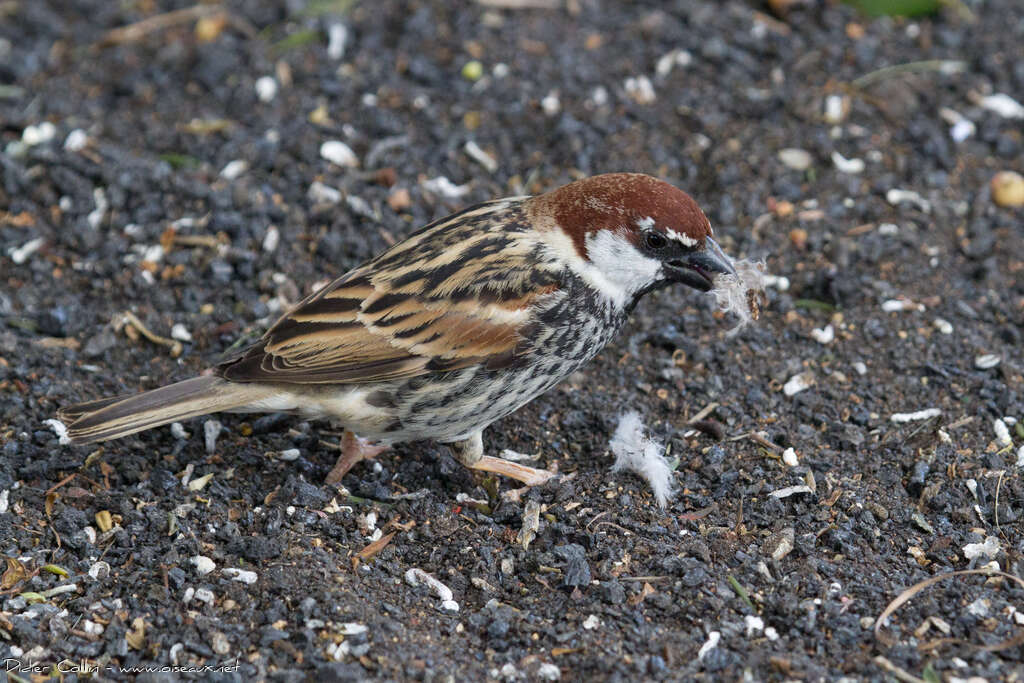 Moineau espagnol mâle adulte, Nidification