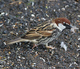 Spanish Sparrow