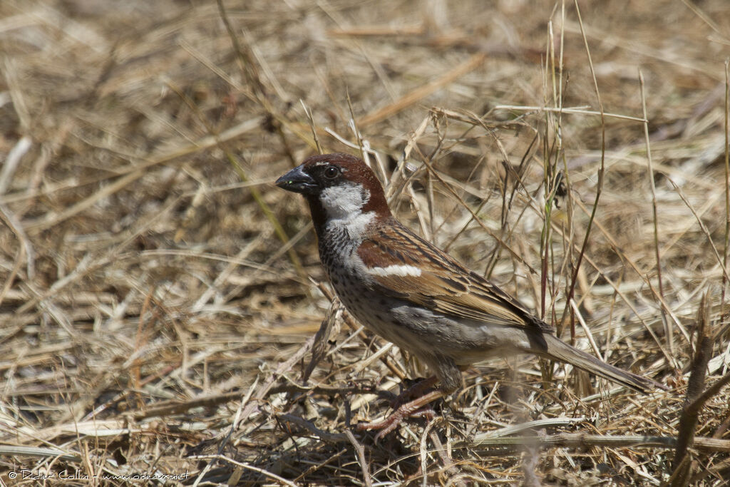 Moineau espagnoladulte, identification