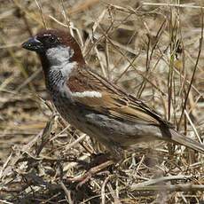 Spanish Sparrow