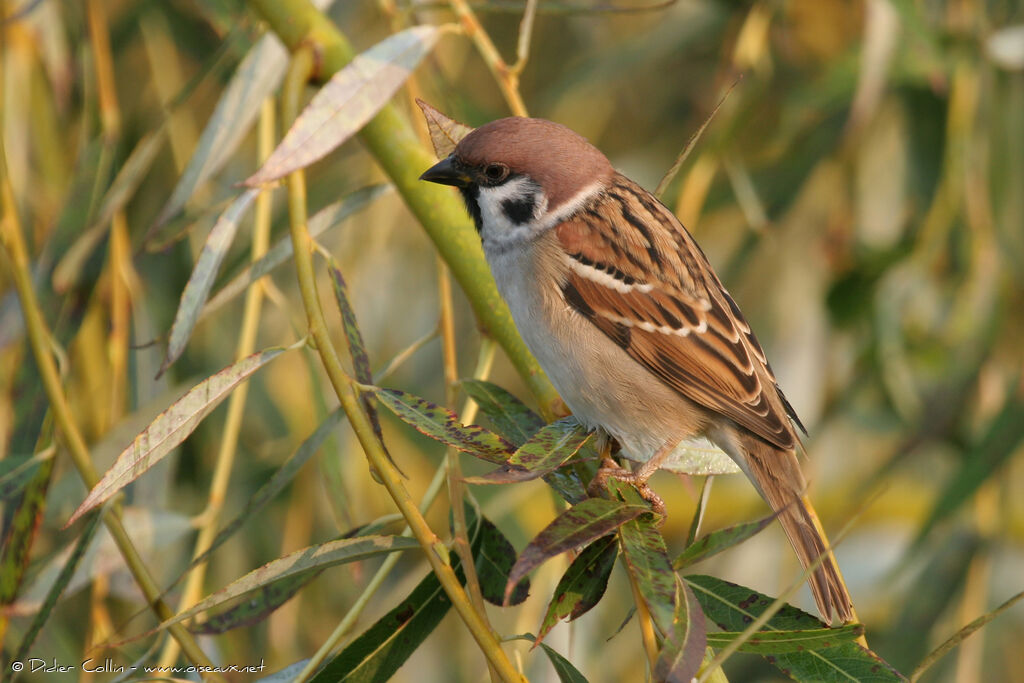 Eurasian Tree Sparrow