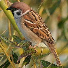 Eurasian Tree Sparrow