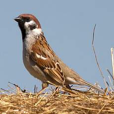 Eurasian Tree Sparrow