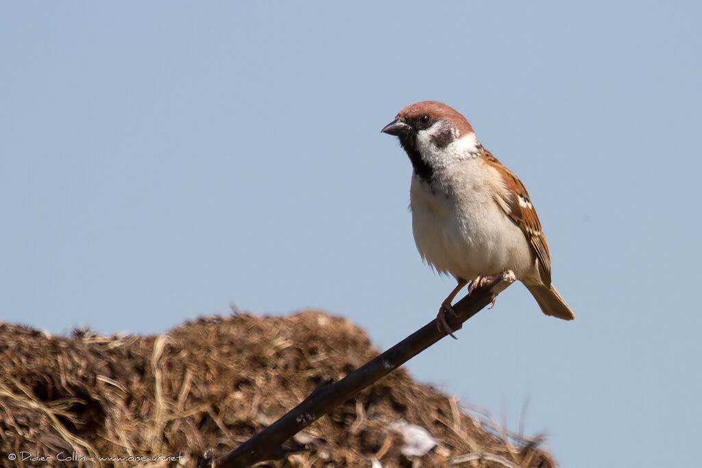 Moineau friquet, identification