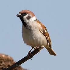 Eurasian Tree Sparrow