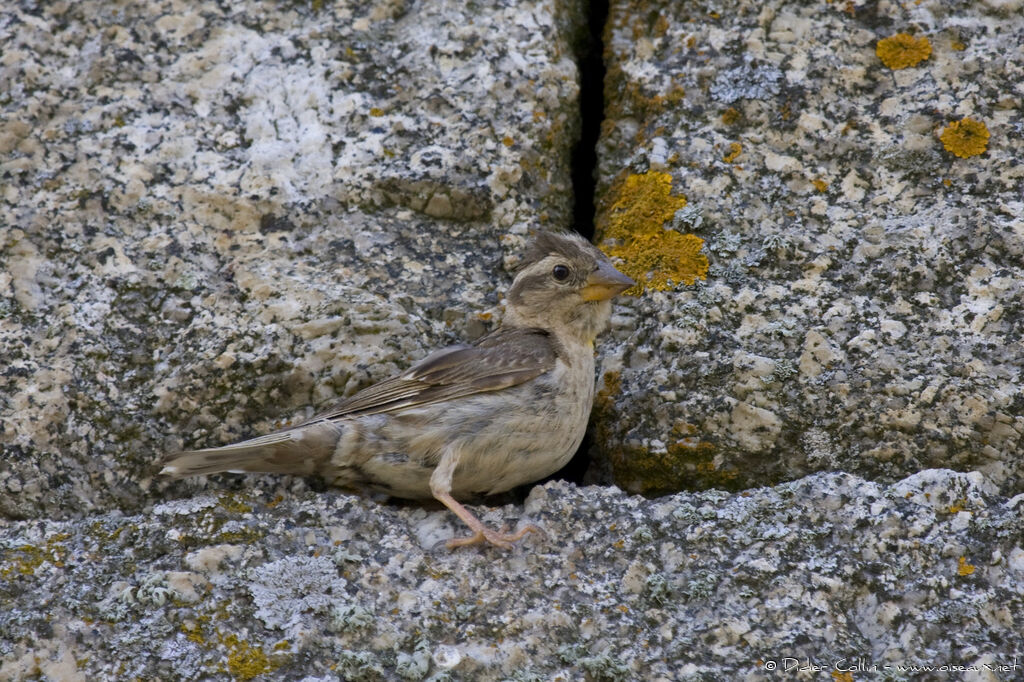 Moineau soulcieadulte, identification