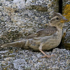 Rock Sparrow