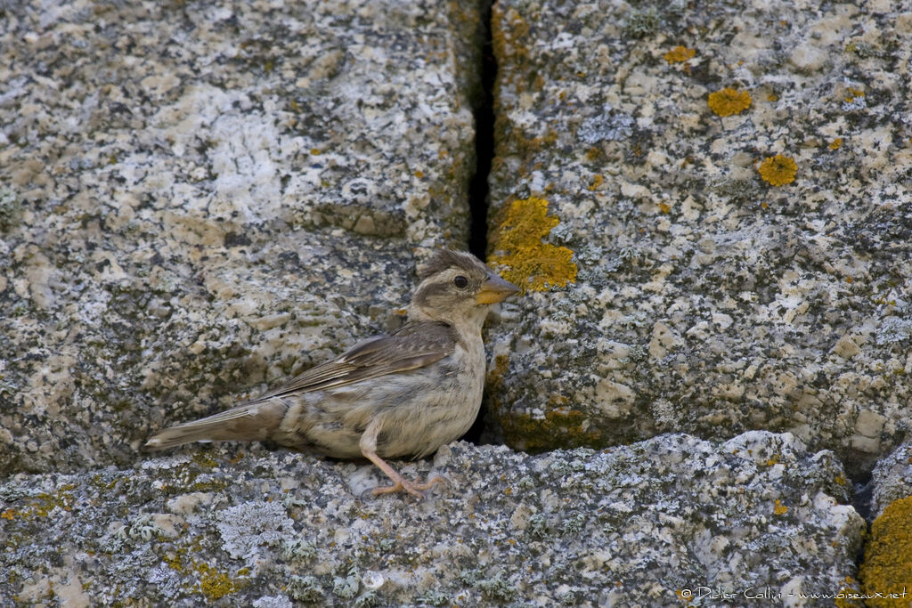 Rock Sparrow