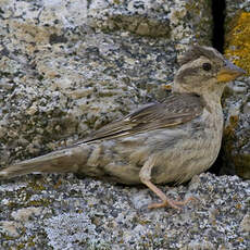 Rock Sparrow