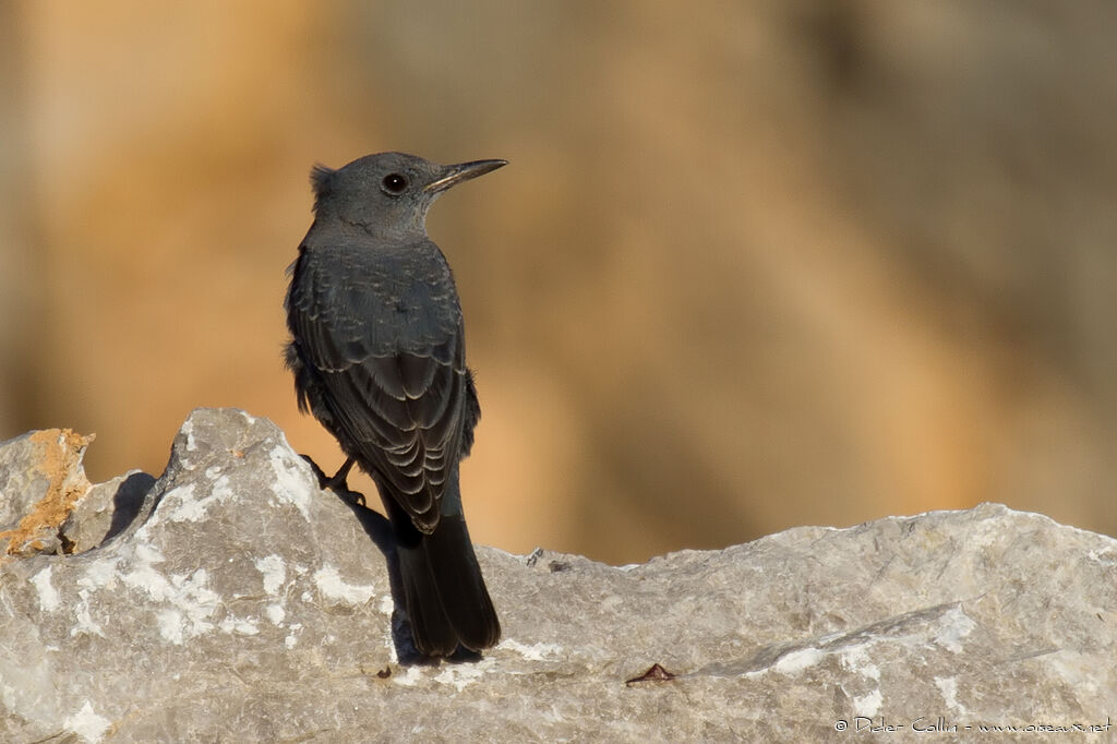 Monticole bleuadulte, identification