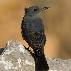 Blue Rock Thrush