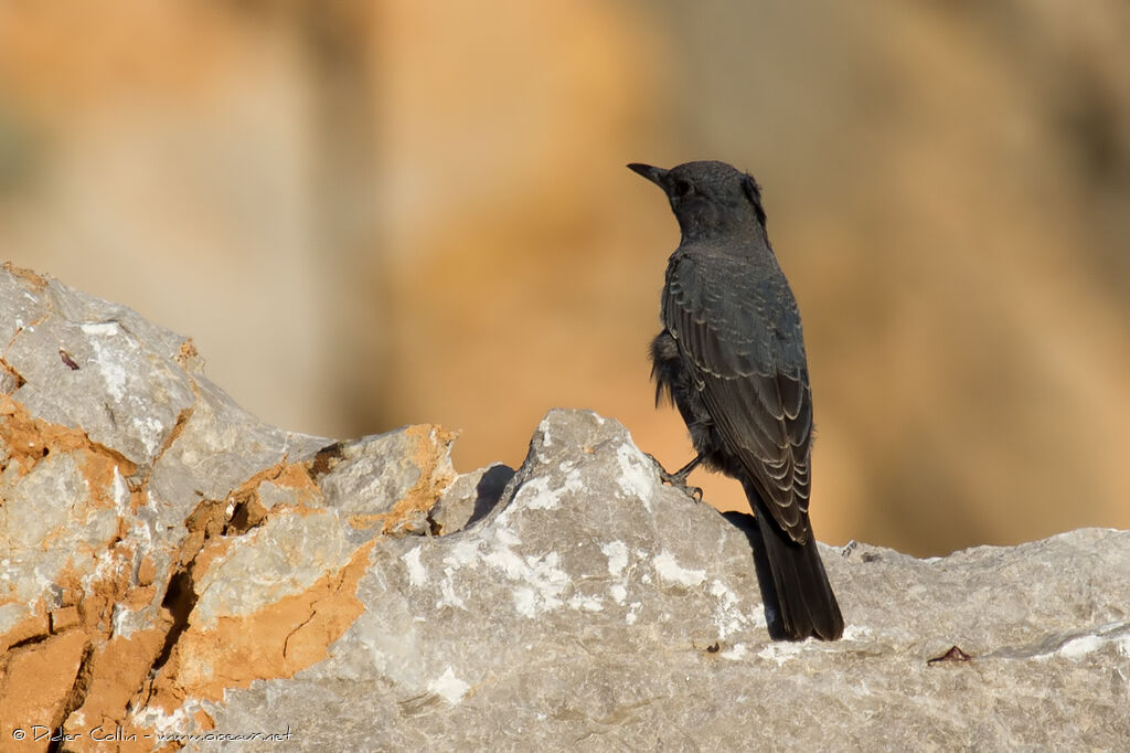 Blue Rock Thrush male adult, identification