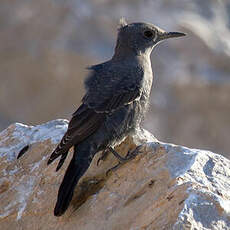 Blue Rock Thrush