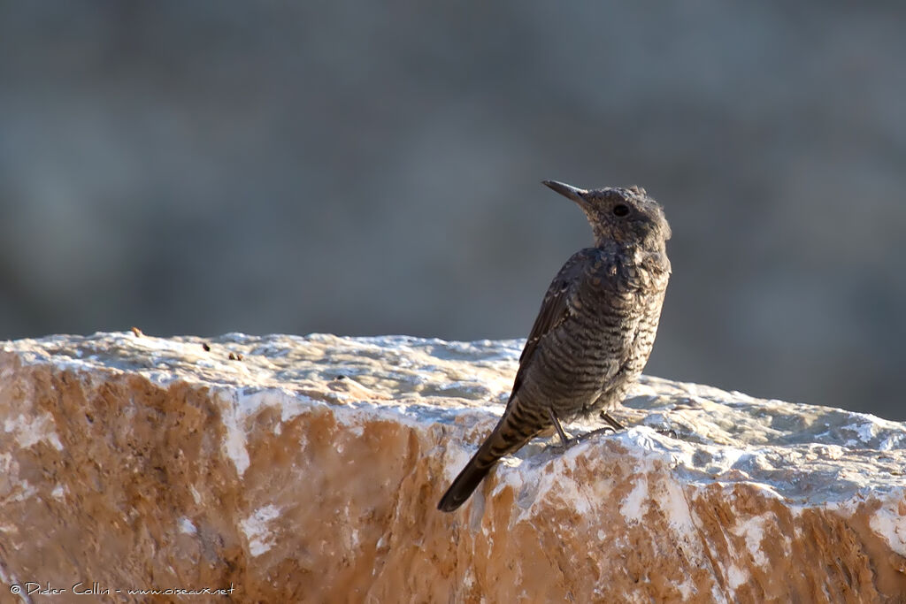 Blue Rock Thrushjuvenile, identification