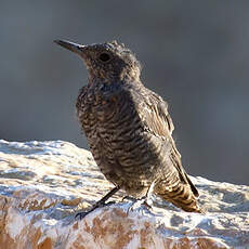 Blue Rock Thrush