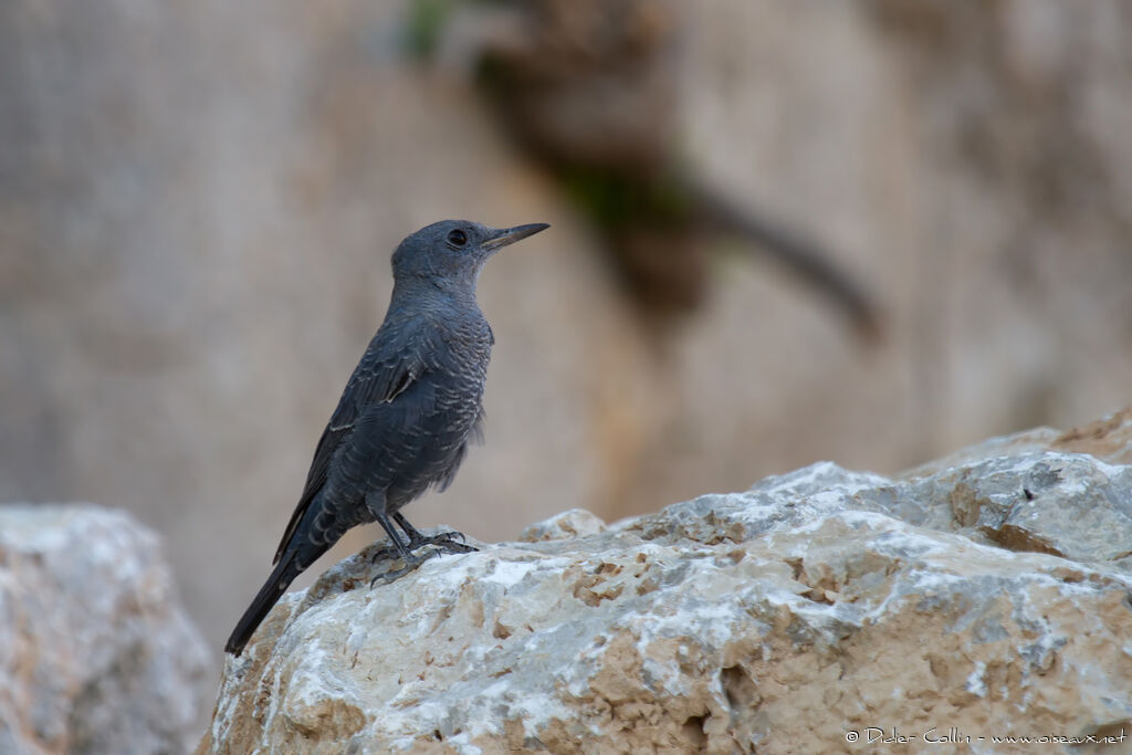 Monticole bleu mâle adulte nuptial, identification