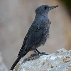 Blue Rock Thrush