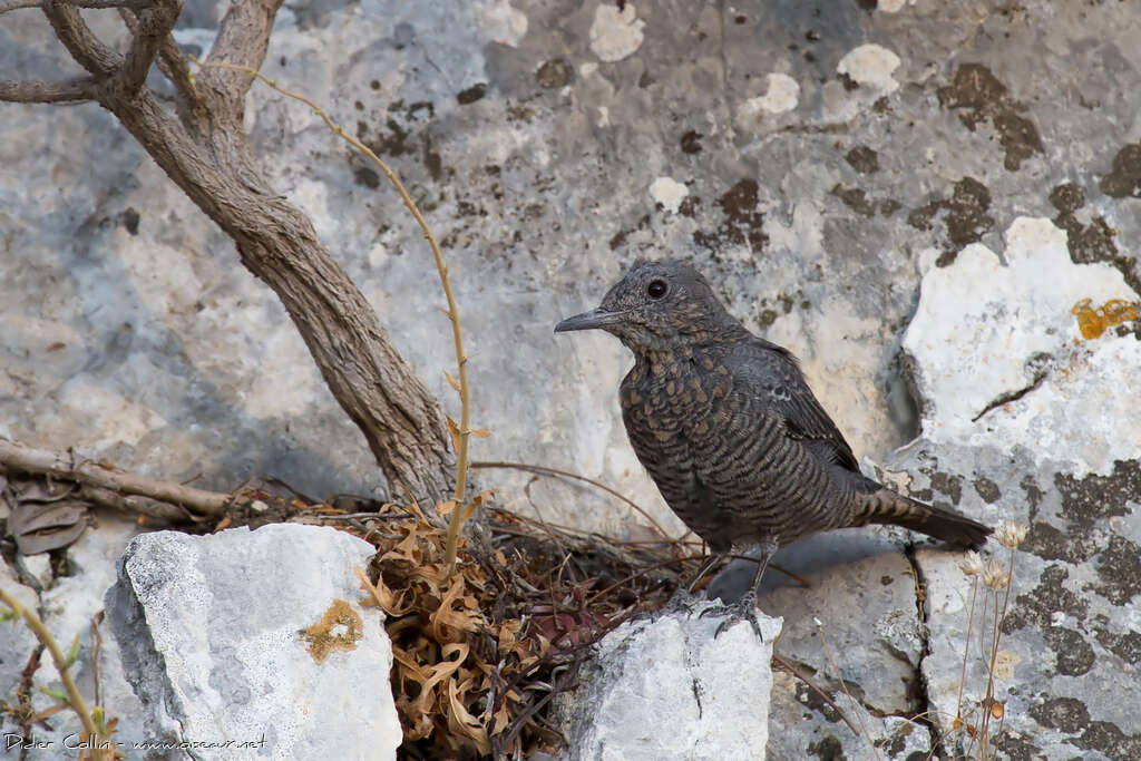 Blue Rock Thrush female adult, pigmentation