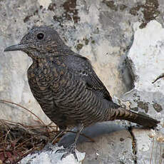 Blue Rock Thrush