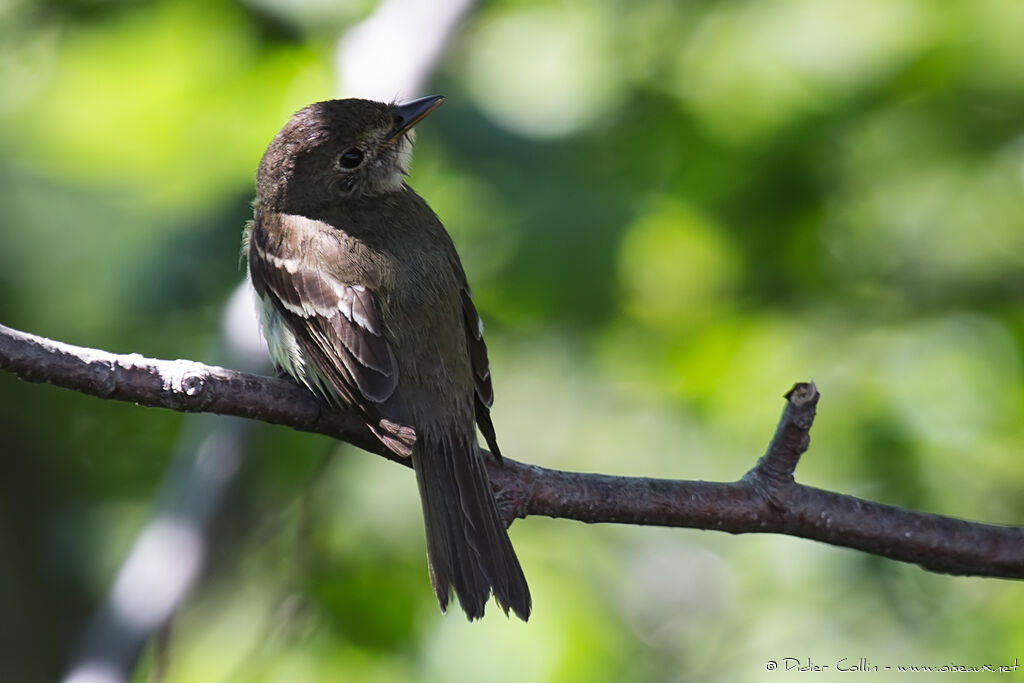 Alder Flycatcheradult, identification