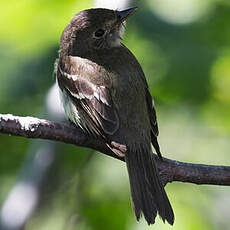 Alder Flycatcher