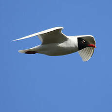 Mouette mélanocéphale