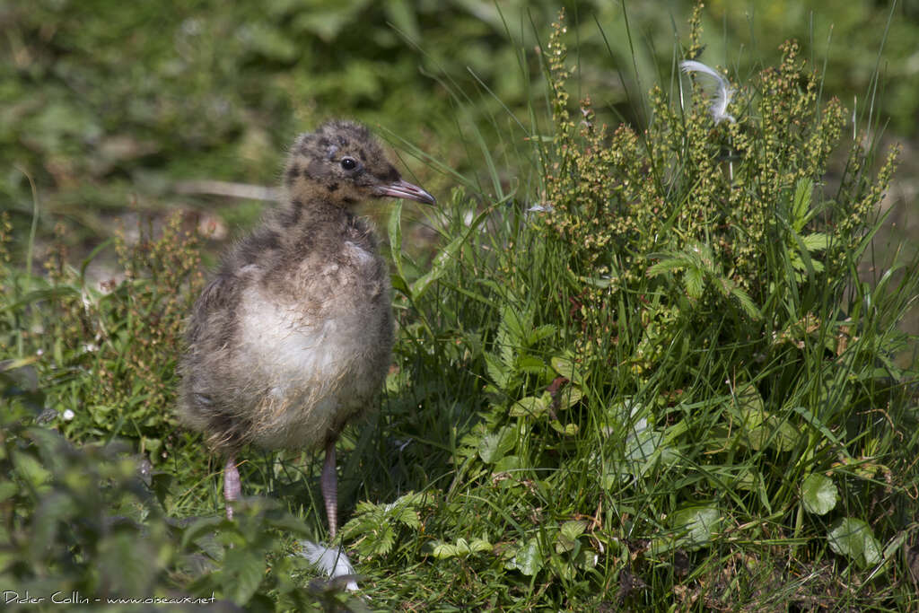 Black-headed GullPoussin, Reproduction-nesting