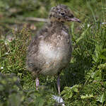 Mouette rieuse