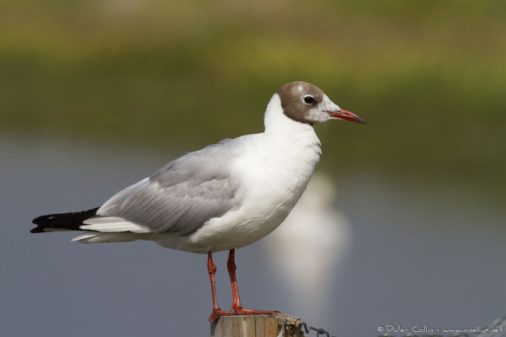 Black-headed Gulladult