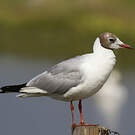 Mouette rieuse
