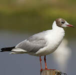 Mouette rieuse