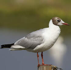 Mouette rieuse