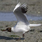 Mouette rieuse