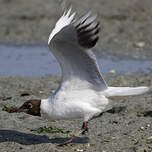 Mouette rieuse