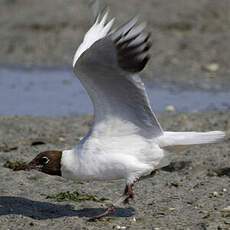 Black-headed Gull