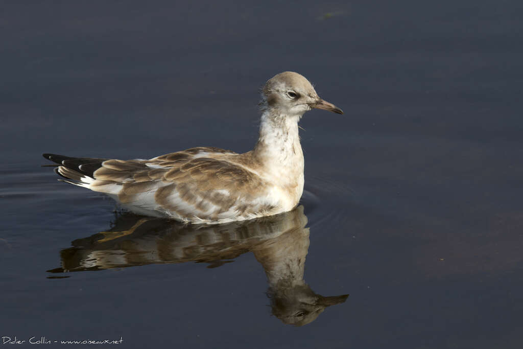 Black-headed Gulljuvenile, identification