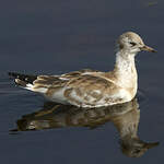 Mouette rieuse