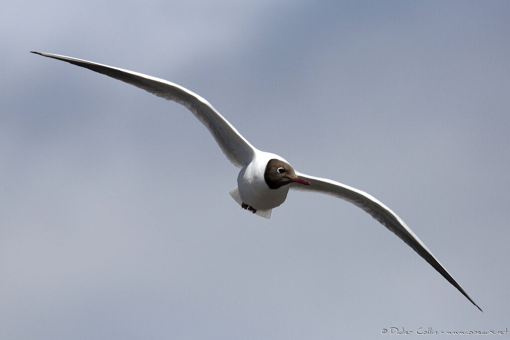 Mouette rieuseadulte nuptial, Vol