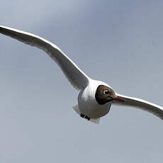 Mouette rieuse