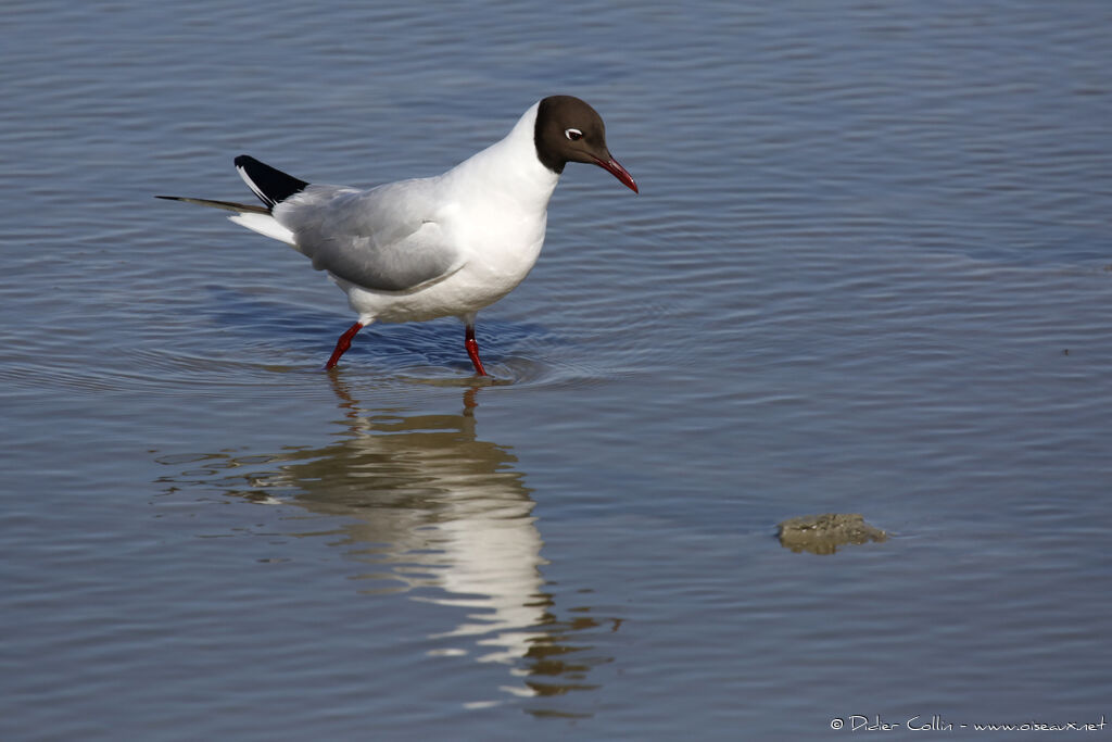 Black-headed Gulladult breeding, identification