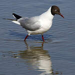 Mouette rieuse