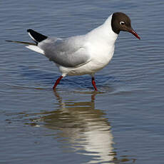 Mouette rieuse