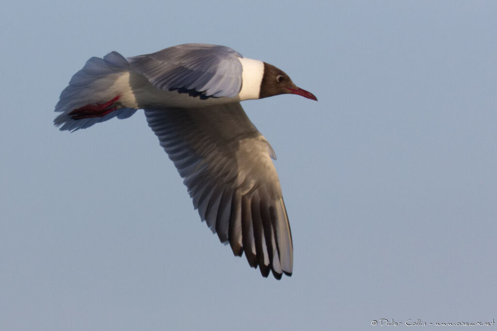 Mouette rieuseadulte nuptial, Vol