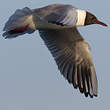 Mouette rieuse