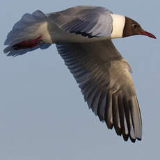 Mouette rieuse